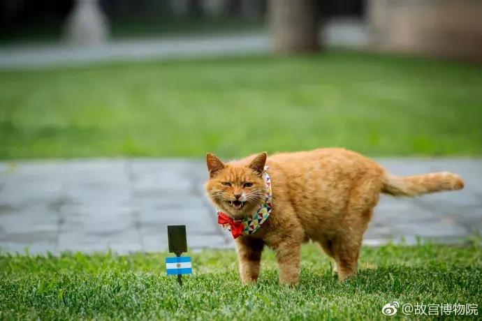 故宫的猫去世了吗,故宫的猫怎么去世的