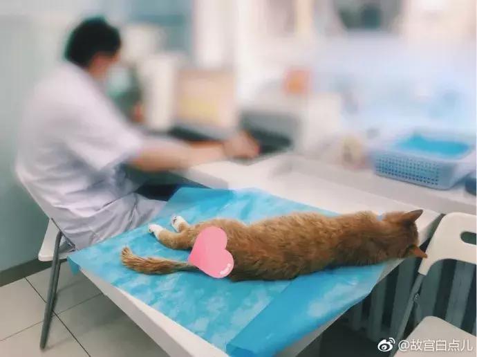 故宫的猫去世了吗,故宫的猫怎么去世的