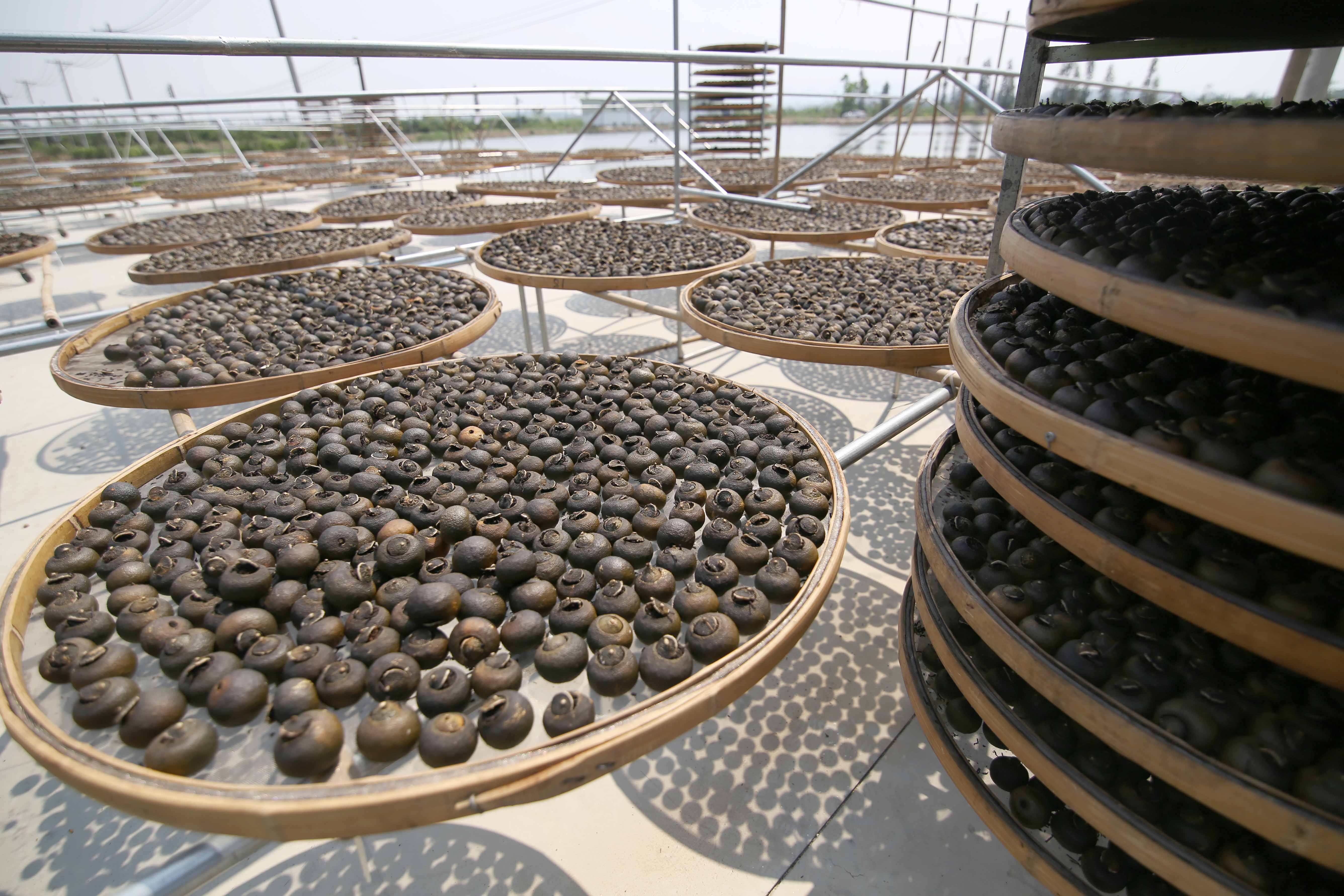 喝小青柑为啥恶心,小青柑的坏处