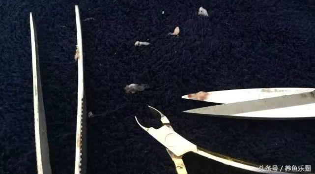 龙鱼轻微掉眼能自己恢复吗,爱龙白点净注意事项