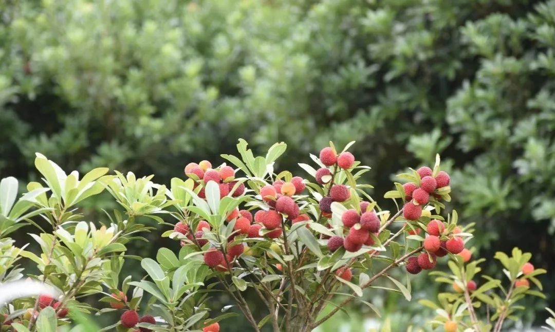 古蔺最近有什么活动,古蔺这几天哪里有活动