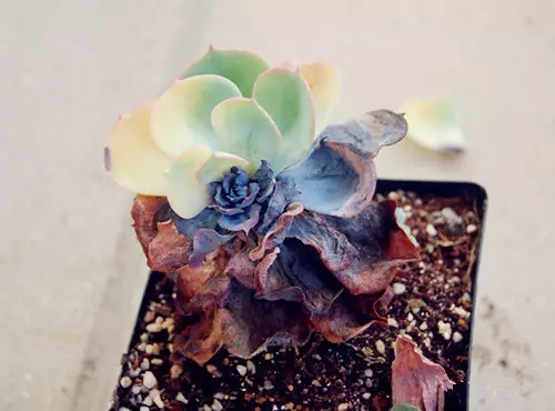 夏日多肉养花技巧图解,十二种招财多肉怎么浇水