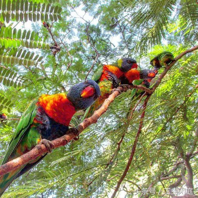 澳大利亚工作签证最新政策,网上怎么申请澳大利亚签证