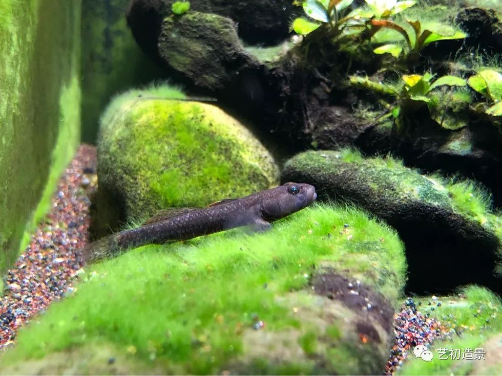 虾虎缸造景要什么过滤器,虾虎缸用什么石头造景好