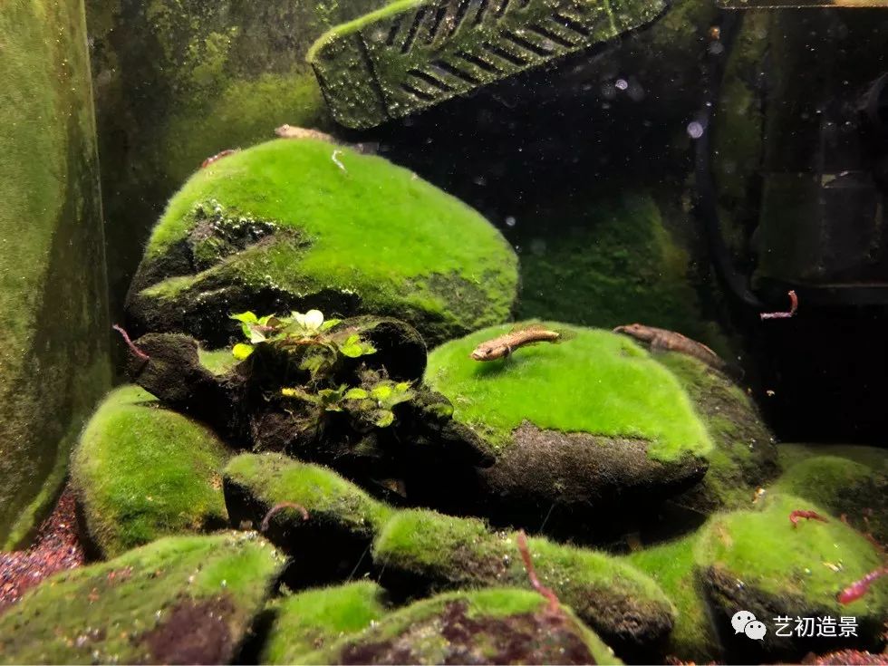 虾虎缸造景要什么过滤器,虾虎缸用什么石头造景好