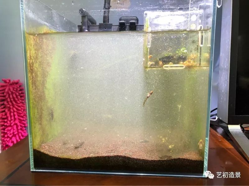 虾虎缸造景要什么过滤器,虾虎缸用什么石头造景好