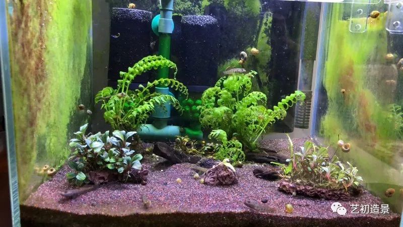虾虎缸造景要什么过滤器,虾虎缸用什么石头造景好