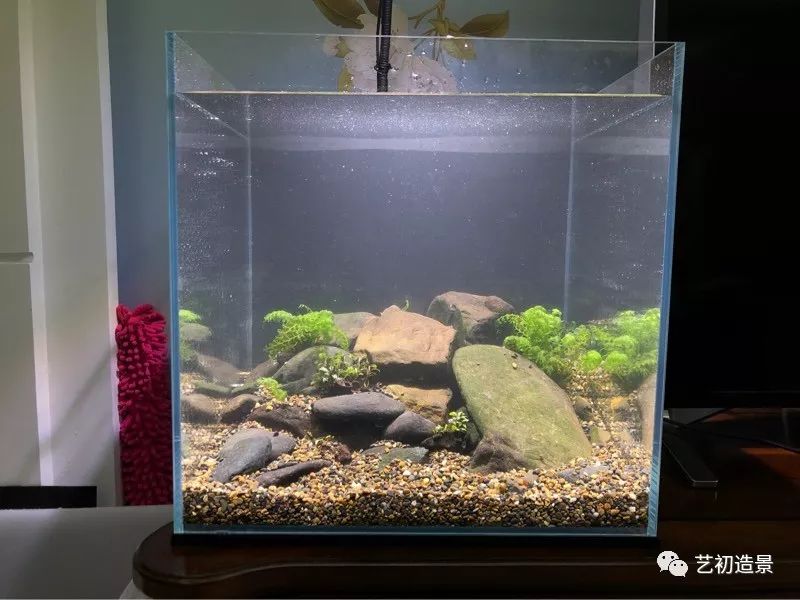 虾虎缸造景要什么过滤器,虾虎缸用什么石头造景好