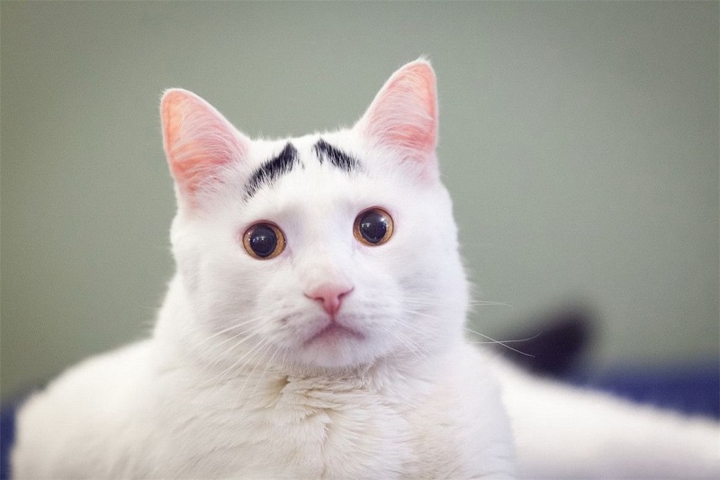 男生有个好眉形,男生怎么拥有帅气的眉毛