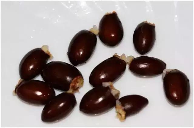 荔枝妃子笑营养,妃子笑荔枝吃了真的能笑吗