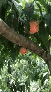 蔬果草莓采摘园,常州采摘适合夏天玩的地方