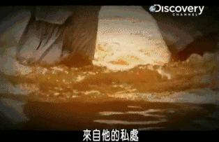 小到钻丁丁，大到吞活人，这片贝爷看了都瑟瑟发抖！