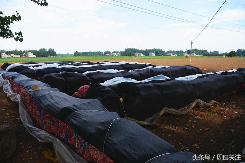 鹿邑：菜贱伤农，雨季来临，菜农20万斤大蒜滞销怎么办？
