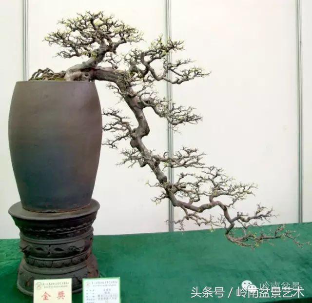 地瓜榕盆景的修剪技巧,金豆盆景修剪视频大全