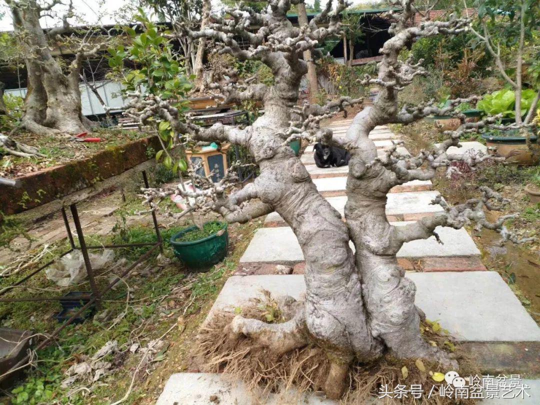 地瓜榕盆景的修剪技巧,金豆盆景修剪视频大全