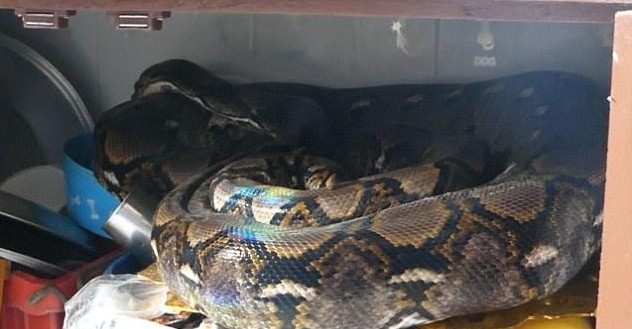 巨蟒进食巨猫,巨型蟒蛇与猫