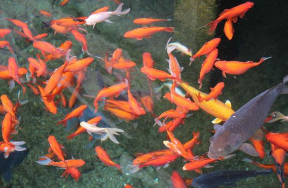 泉水歌唱,趵突泉文章老舍