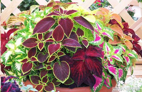 三角梅换盆花蔫了怎么办,养花换下的土怎么处理再用