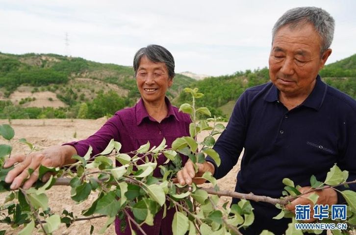 全国造林模范张莲莲,张莲莲植树造林的事迹