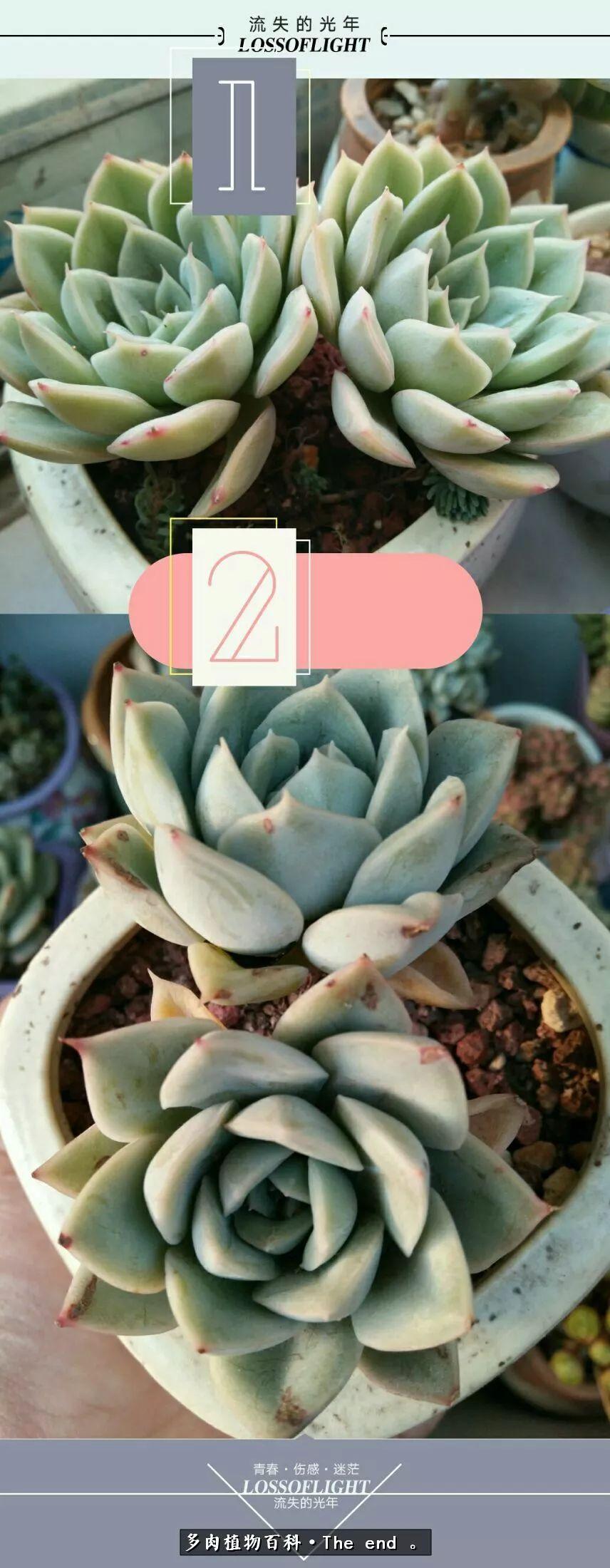 宝宝养多肉,养多肉宝妈