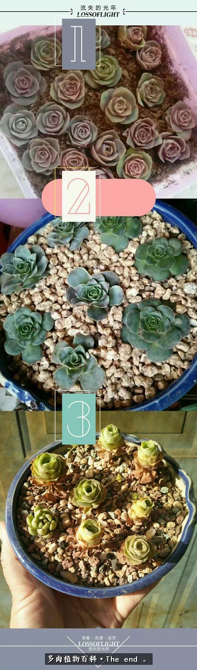 宝宝养多肉,养多肉宝妈