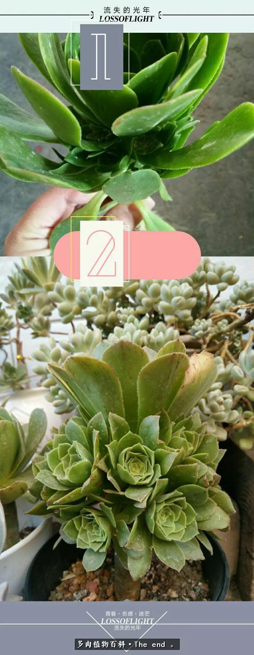 宝宝养多肉,养多肉宝妈