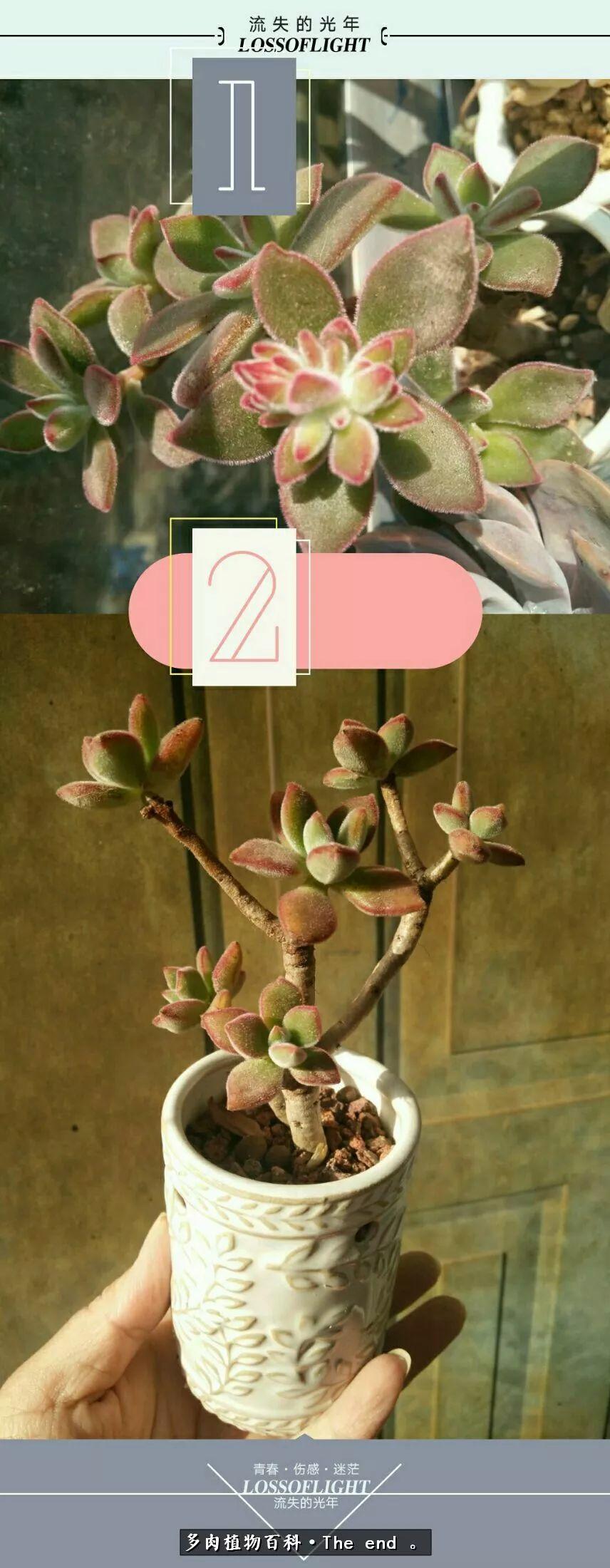 宝宝养多肉,养多肉宝妈