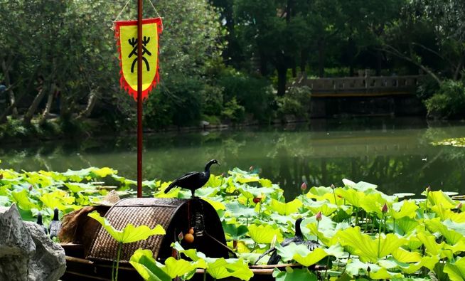 上海观景赏荷,7月赏荷花好去处