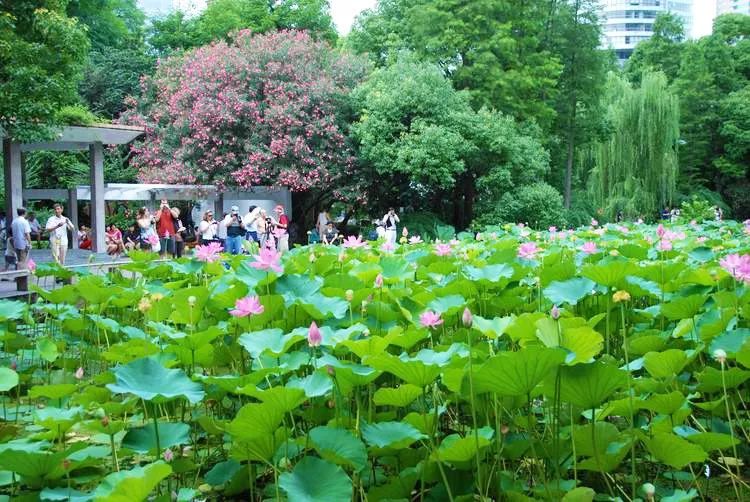 上海观景赏荷,7月赏荷花好去处