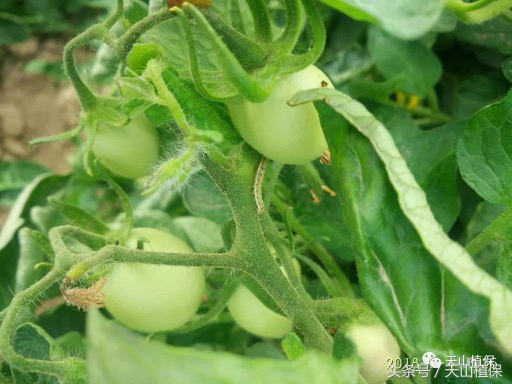 130团7月上中旬虫情动态及植保工作建议