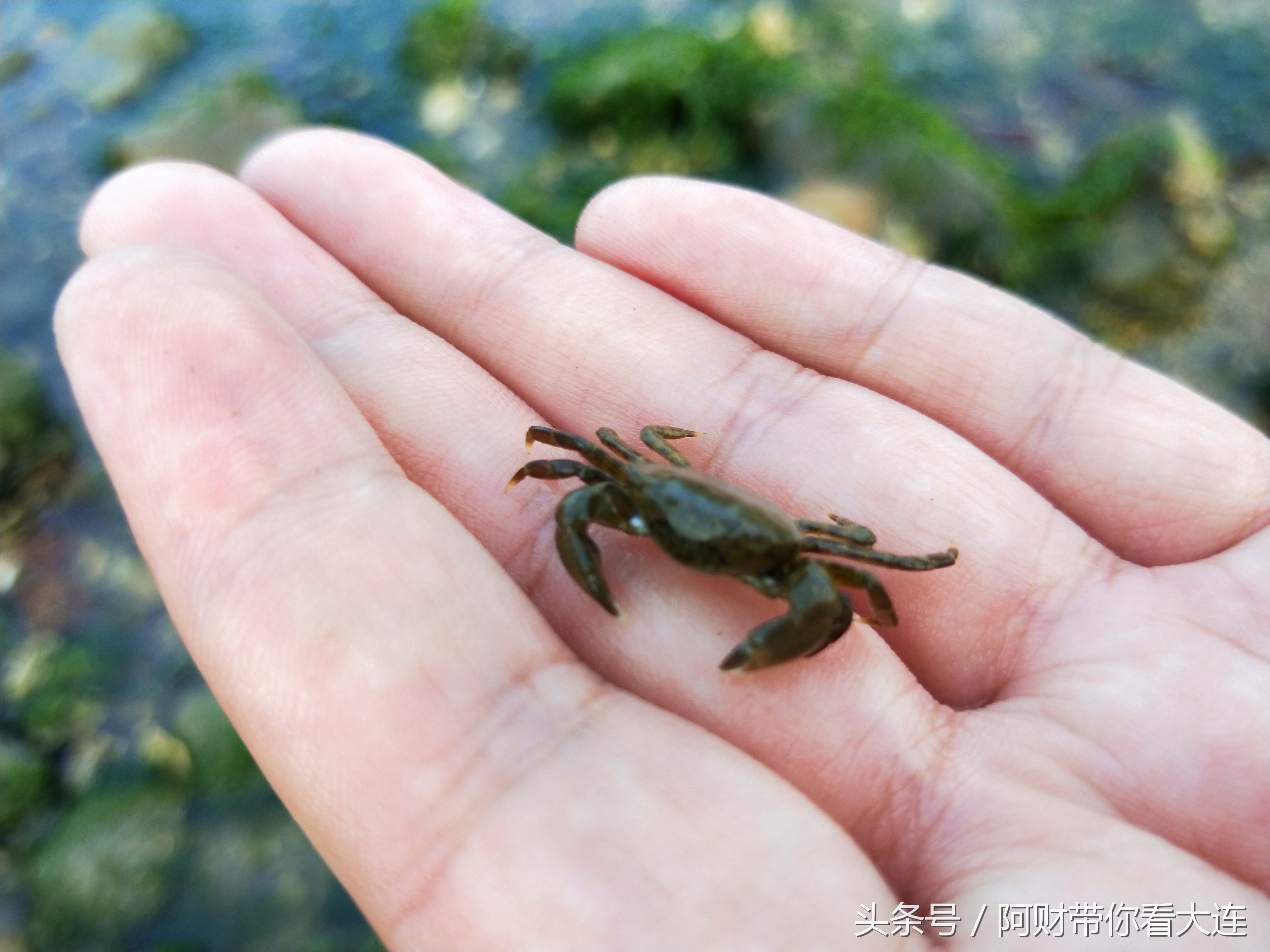 在大连想看海去哪,想去大连赶海去哪里