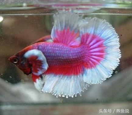 斗鱼怎么养都养不死的泰国斗鱼,泰国斗鱼为啥那么多种颜色