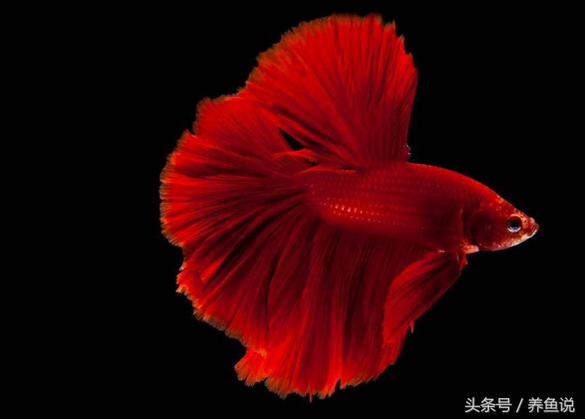 中国斗鱼和泰国斗鱼哪个比较好养,怎么挑好的泰国斗鱼品种视频