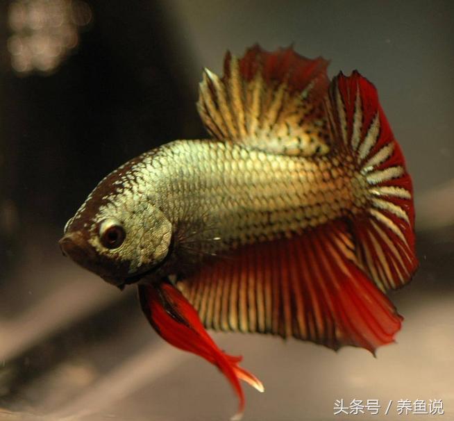 中国斗鱼和泰国斗鱼哪个比较好养,怎么挑好的泰国斗鱼品种视频