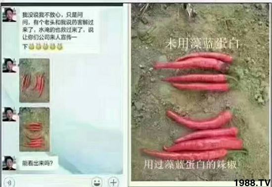 辣椒苗期药害怎么缓解,解除辣椒药害的方法