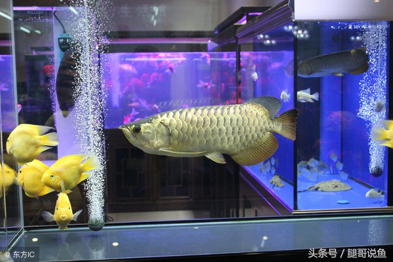 新手养鱼12个基础知识,建议养鱼新手入门养的鱼