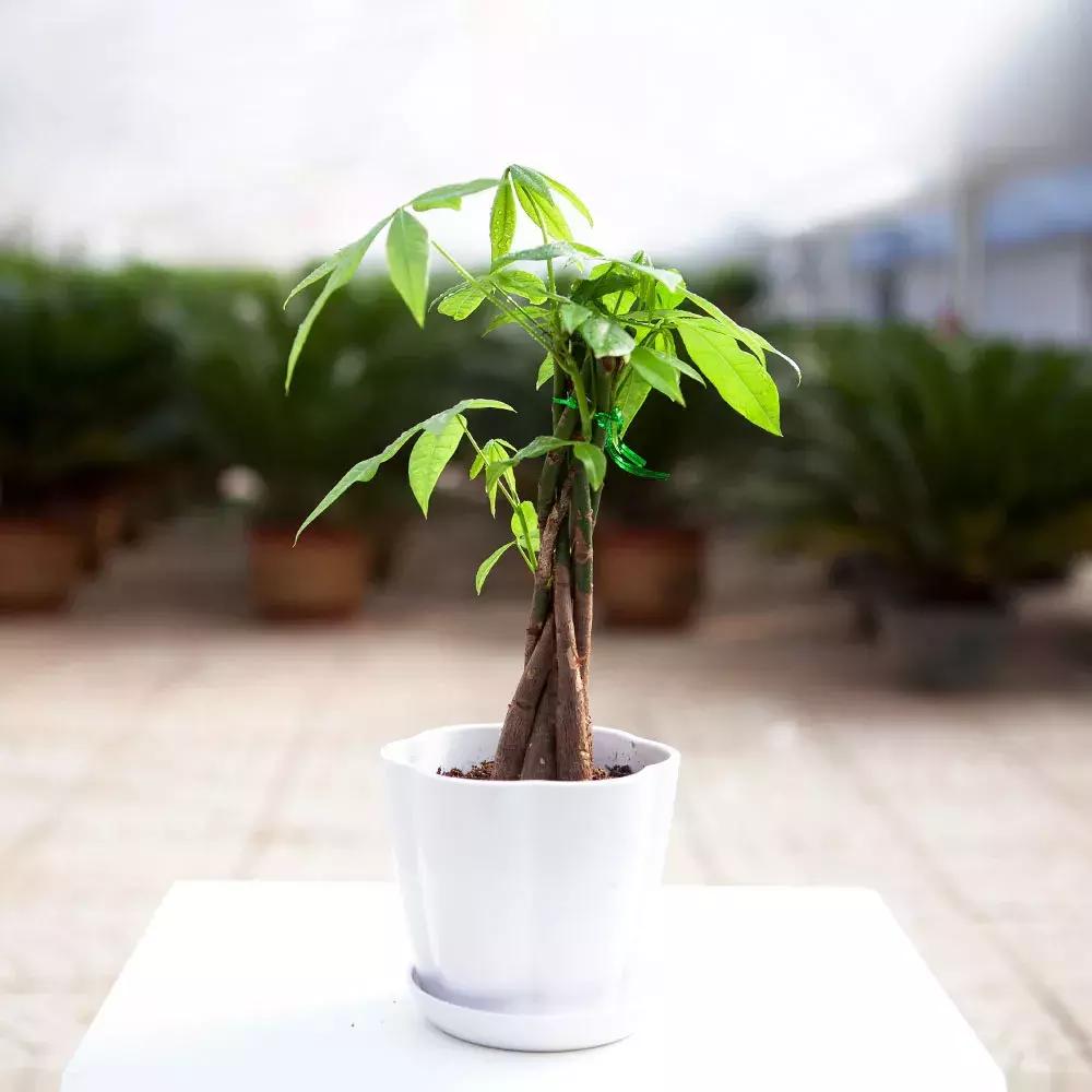 养了整整十年的君子兰终于开花了,养了一堆君子兰