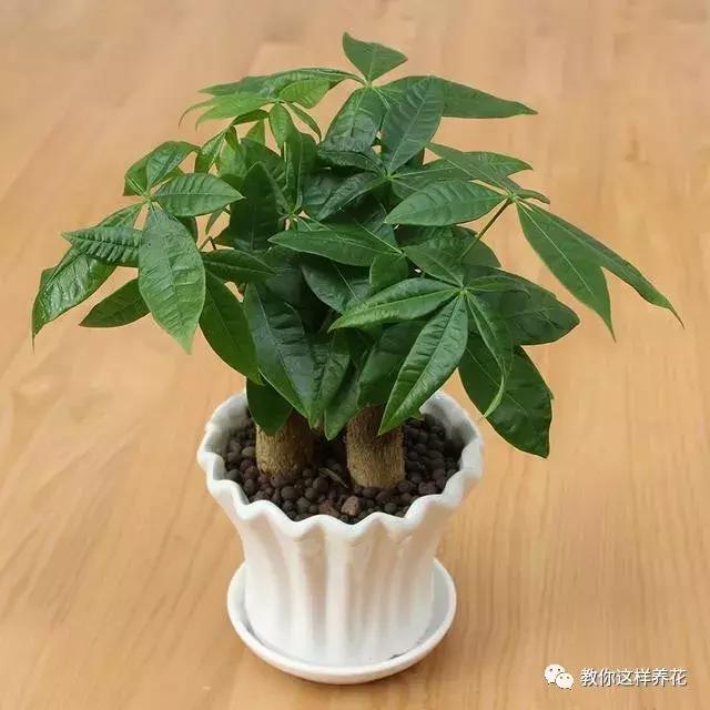 养了整整十年的君子兰终于开花了,养了一堆君子兰