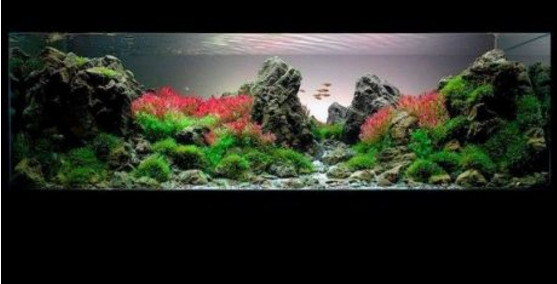水草缸造景用什么石头,水草缸造景多少钱一套