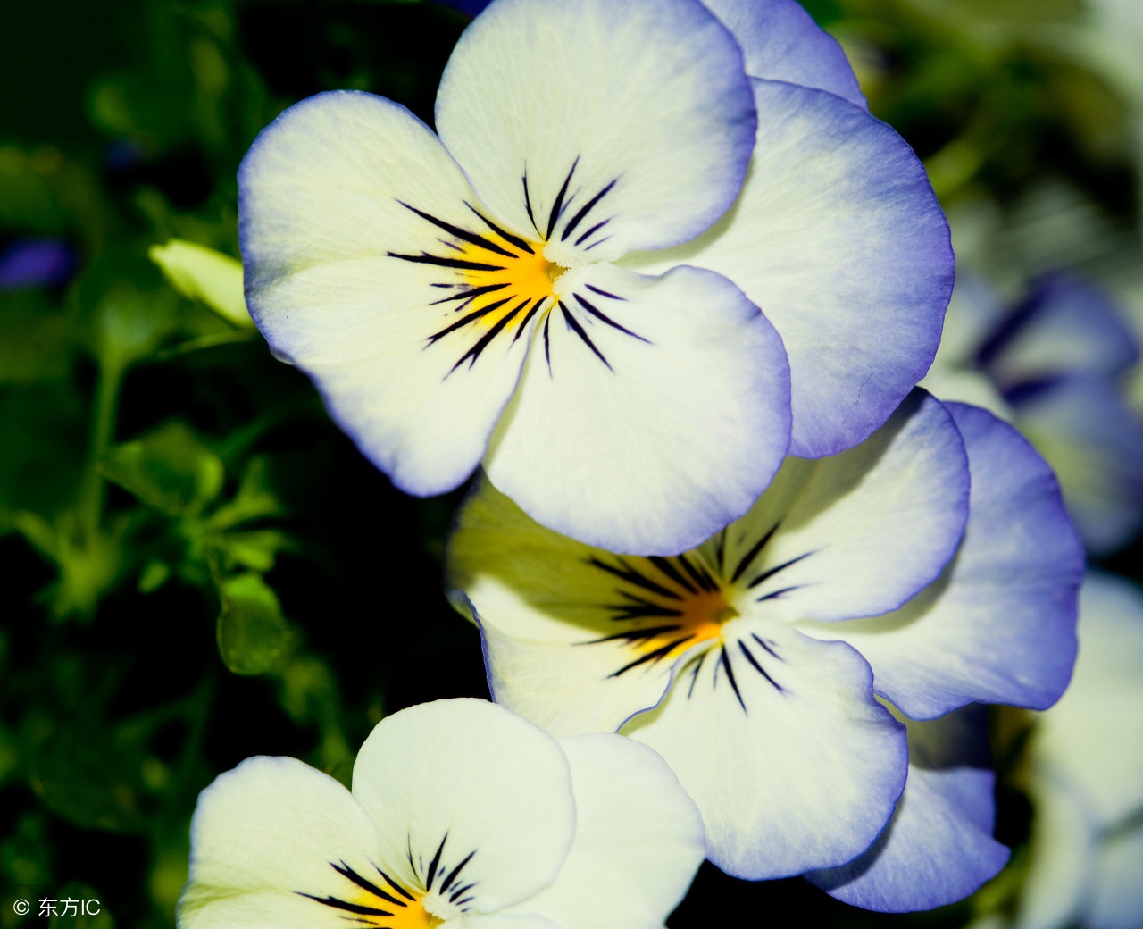 化解太岁时间,太岁化解视频