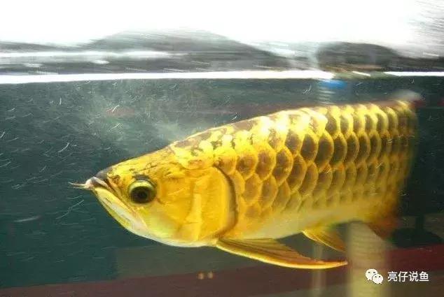 龙鱼品种价格排行,龙鱼图片品种介绍视频播放