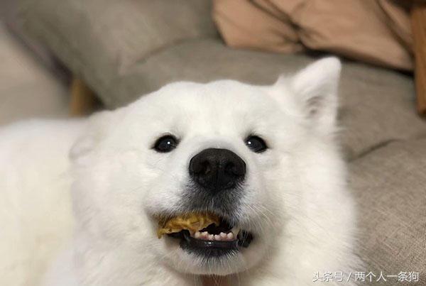 萨摩耶真的智商很低吗,萨摩耶犬智商是大型犬吗