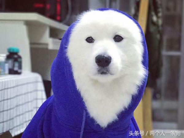 萨摩耶真的智商很低吗,萨摩耶犬智商是大型犬吗