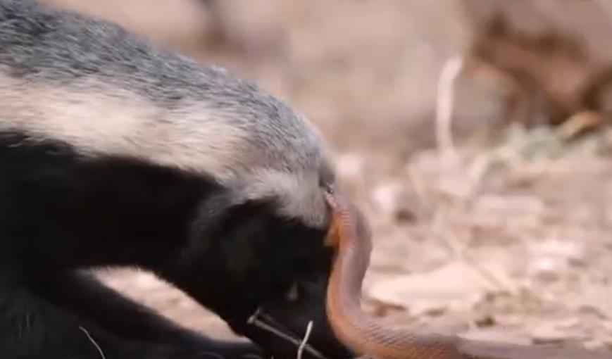 蜜獾平头哥会被毒蛇咬死吗,黑曼巴蛇毒液为什么对蜜獾没用