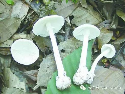 云南又到“生死存亡”季！为啥年年有人冒死吃这货？看过来！