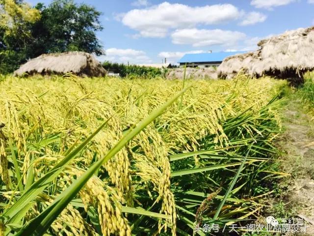 五常稻花香怎么辨别真假,五常稻花香2号怎么辨别真假