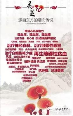 灵芝提高新陈代谢,灵芝影响基础代谢率吗