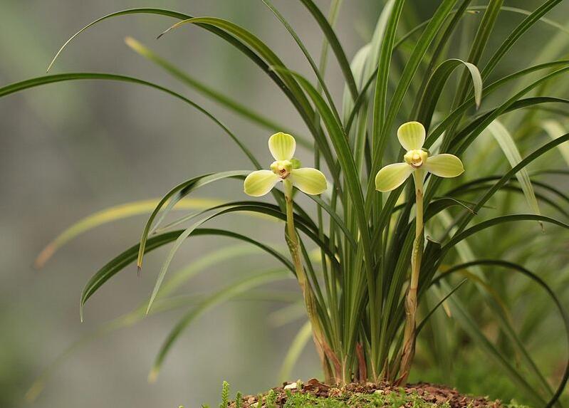 精品玉兰的品种及图片,国兰花朵不艳丽但香气清雅