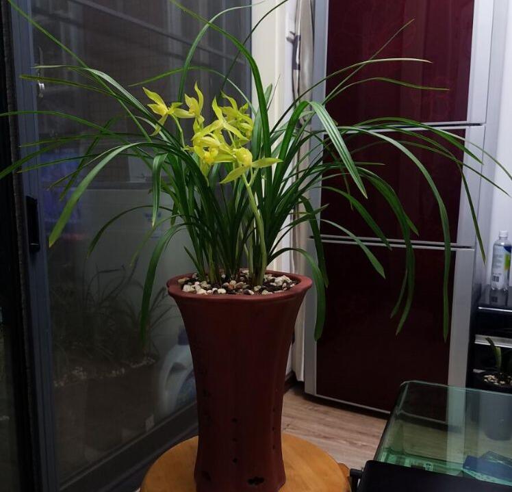 精品玉兰的品种及图片,国兰花朵不艳丽但香气清雅