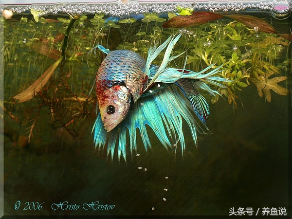 斗鱼怎么饲养长得比较快,斗鱼怎么养才能养到它长大呢